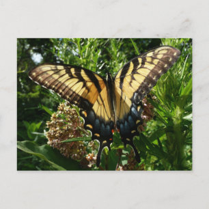 Carte Postale Papillon Swallowtail III Belle Photo Colorée