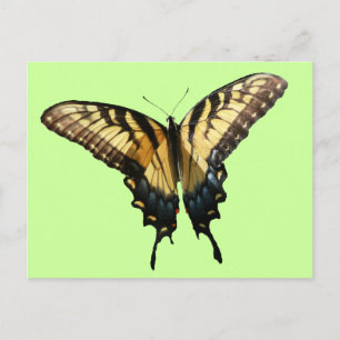 Carte Postale Papillon Swallowtail III Belle photo colorée