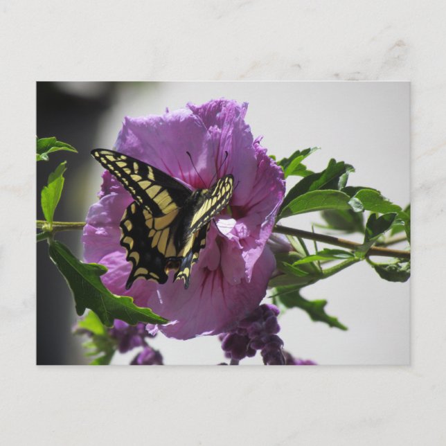 Carte postale - Papillon Swallowtail sur Blossom (Devant)