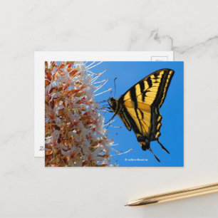 Carte Postale Papillon Swallowtail sur la fleur Buckeye