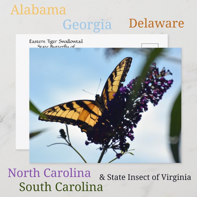 Carte Postale Papillon Tigre Est Swallowtail photo (Créateur téléchargé)