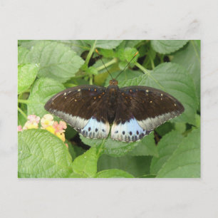 Carte postale Papillon Tropical
