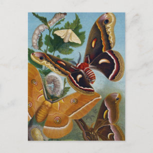 Carte Postale Papillon vintage
