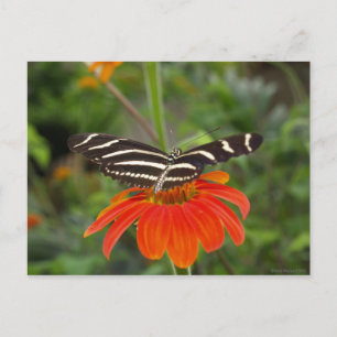 Carte postale papillon Zebra