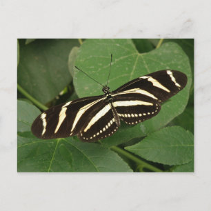 Carte postale Papillon Zebra Longwing