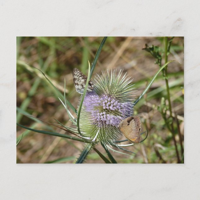 Carte Postale Papillons (Devant)