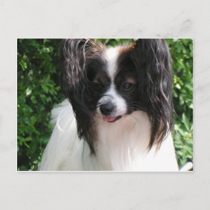Carte Postale Papillons
