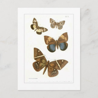 Carte Postale Papillons