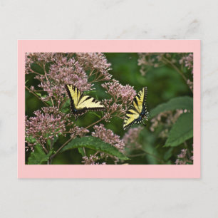 Carte Postale Papillons à queue de tigre sur Joe Pye Weed