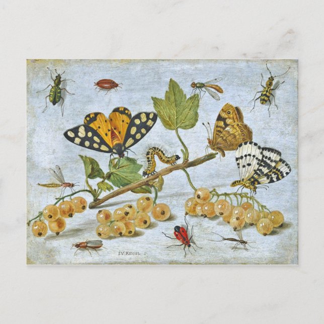 Carte Postale Papillons, chenille et fruits (Devant)