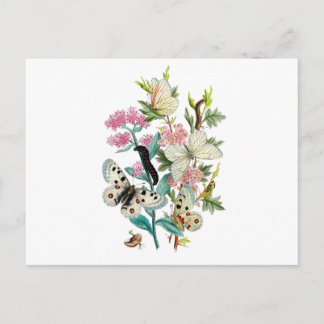 Carte Postale Papillons de l'été