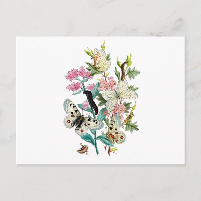 Carte Postale Papillons de l'été (Devant)
