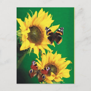 Carte Postale Papillons de l'été 2