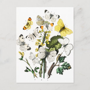 Carte Postale Papillons d'Europe vintage