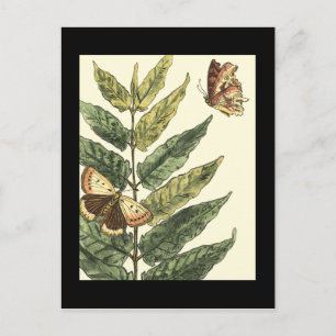 Carte Postale Papillons et Feuilles avec cadre noir