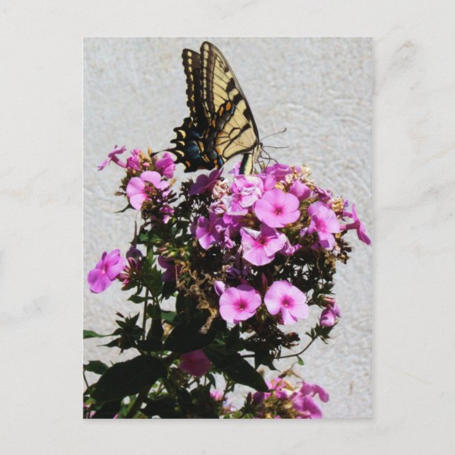 Carte Postale Papillons et gloires du matin (Devant)