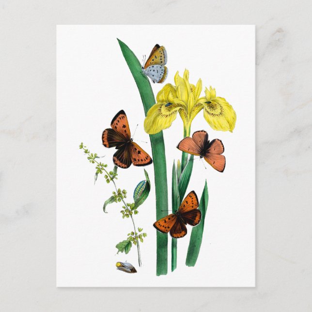 Carte Postale Papillons et Iris Jaune (Devant)