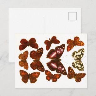 Carte Postale Papillons et Moths de la série Esquisses Zoologiqu