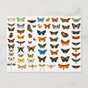 Carte Postale Papillons et papillons de nuit, illustration Vinta