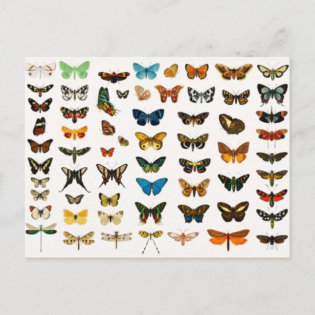 Carte Postale Papillons et papillons de nuit, illustration Vinta (Devant)