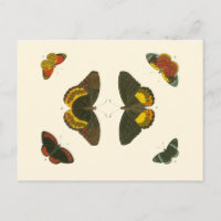 Papillons lumineux par Pieter Cramer