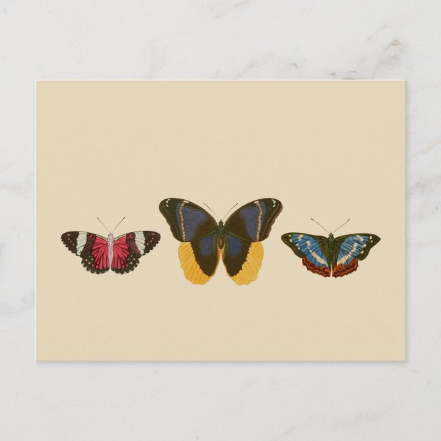 Carte Postale Papillons vintages (Devant)