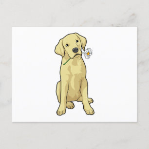 Carte Postale Pâquerette du Labrador