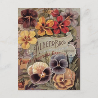 Carte Postale Paquet de graine de pensées assorti par cru