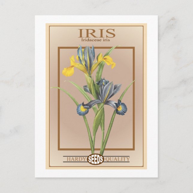 Carte Postale paquet de semences iris (Devant)