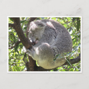 Carte Postale paquet koala