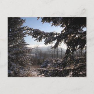 Carte Postale par les conifères