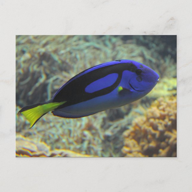 Carte Postale Paracanthurus hepatus (Devant)