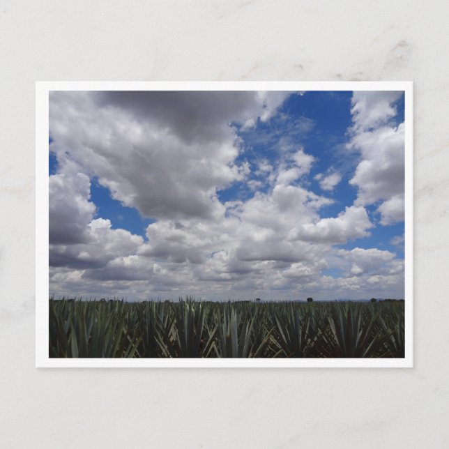 Carte Postale Paradis de la tequila d'Agave bleue à Jalisco, Mex (Devant)