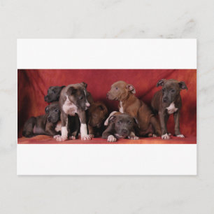 Carte Postale Paradis des chiots de Pitbull
