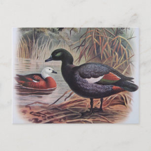 Carte Postale Paradis vintage Shelduck