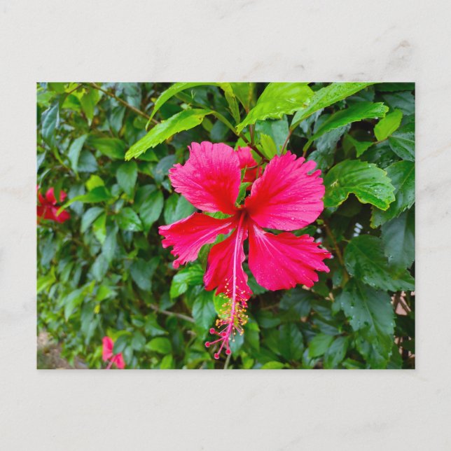 CARTE POSTALE PARADISE FLOWER (Devant)