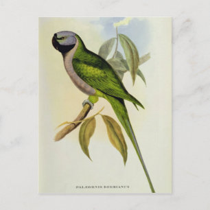 Carte Postale Parakeet : Palaeornis Derbianus, c.1850