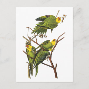 Carte Postale Parakeet - par John Audubon