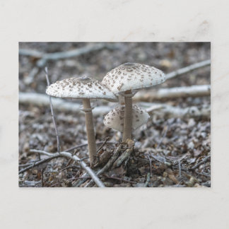 Carte Postale Parasol Mushrooms (Macrolepiota procera)