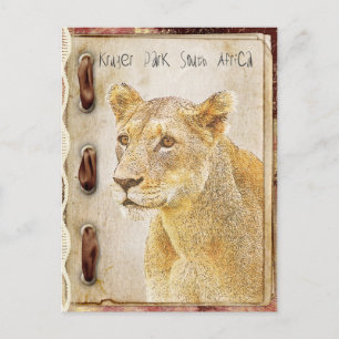 Carte Postale Parc de Kruger, Afrique du Sud