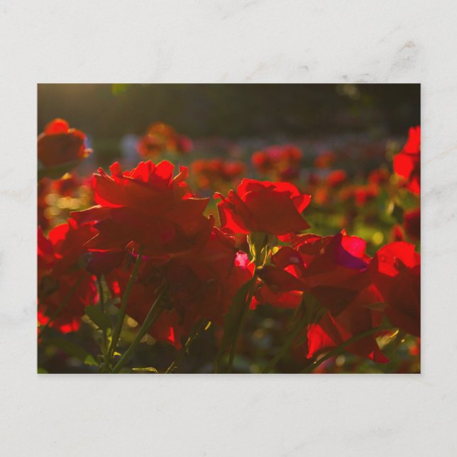 Carte Postale Parc des Roses, Columbus, Ohio (Devant)