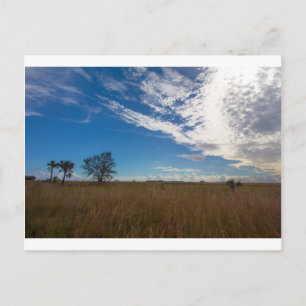 Carte Postale Parc d'état de la réserve de prairie de Kissimmee,
