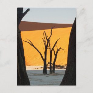 Carte Postale Parc Namib-Naukluft, Sossusvlei   Dead Vlei