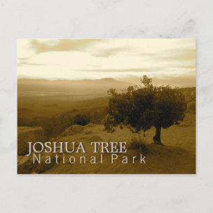 Carte Postale Parc national d'arbre de Joshua