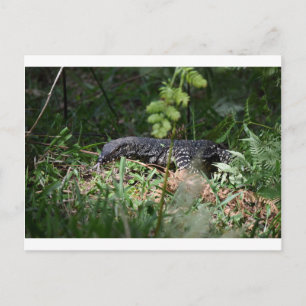 CARTE POSTALE PARC NATIONAL DE GOANNA EUNGELLA QUÉENSLAND AUSTRA