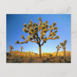 Carte Postale Parc national de Joshua Tree, Californie. États-Un