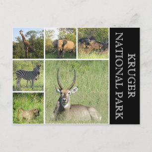 Carte Postale parc national de kruger