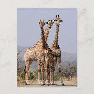 Carte Postale Parc national de la Giraffe sud-africaine