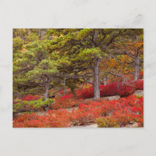 Carte Postale Parc national de l'Acadie, Maine