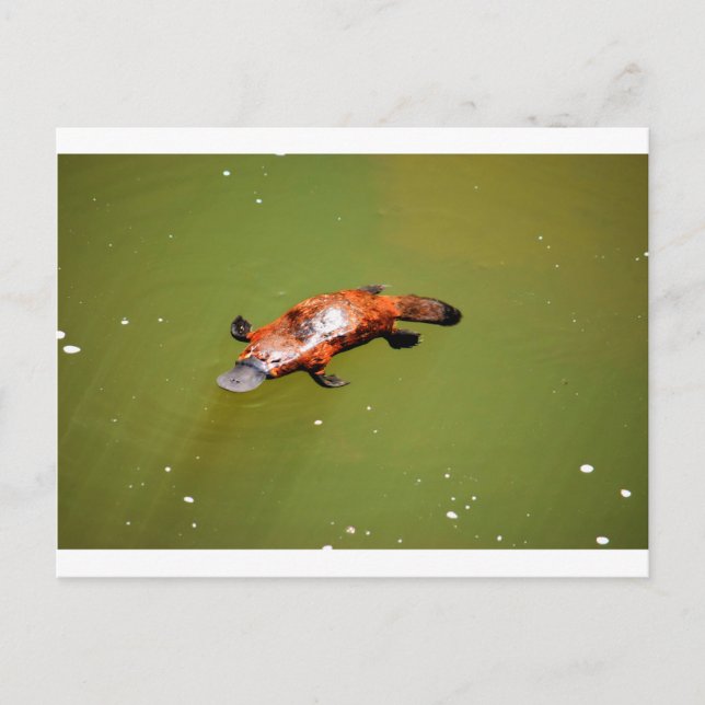 CARTE POSTALE PARC NATIONAL DE PLATYPUS EUNGELLA AUSTRALIE (Devant)